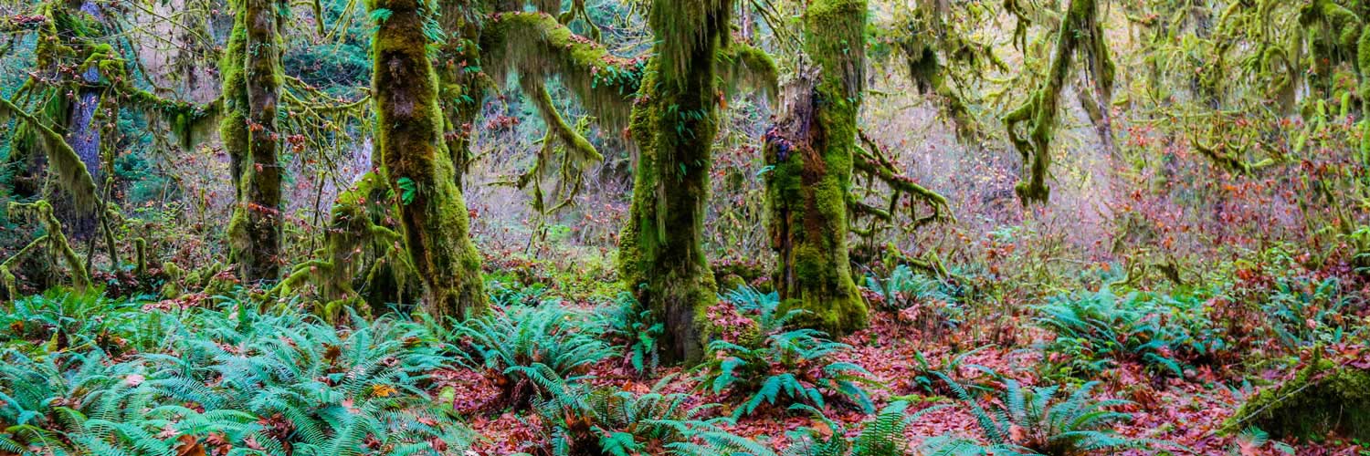 The Hoh Rainforest in Olympic National Park is close to Kalaloch Lodge.