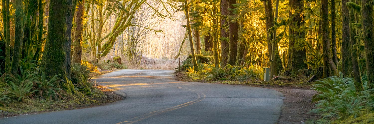 A road surrounded by trees and moss in Hoh Rain Forest in Olympic National Park