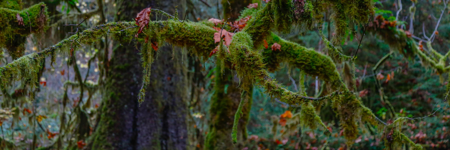 Hike the nearby Hoh Rainforest while taking advantage of package offers at Kalaloch Lodge.