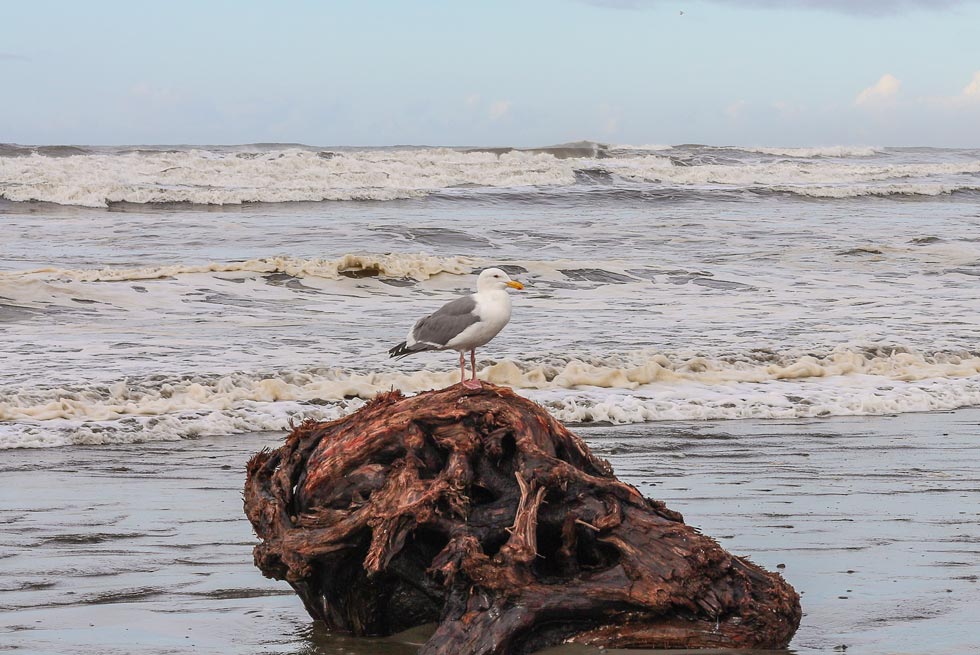 Watch the antics of seagulls and other ocean birds from Kalaloch Lodge.