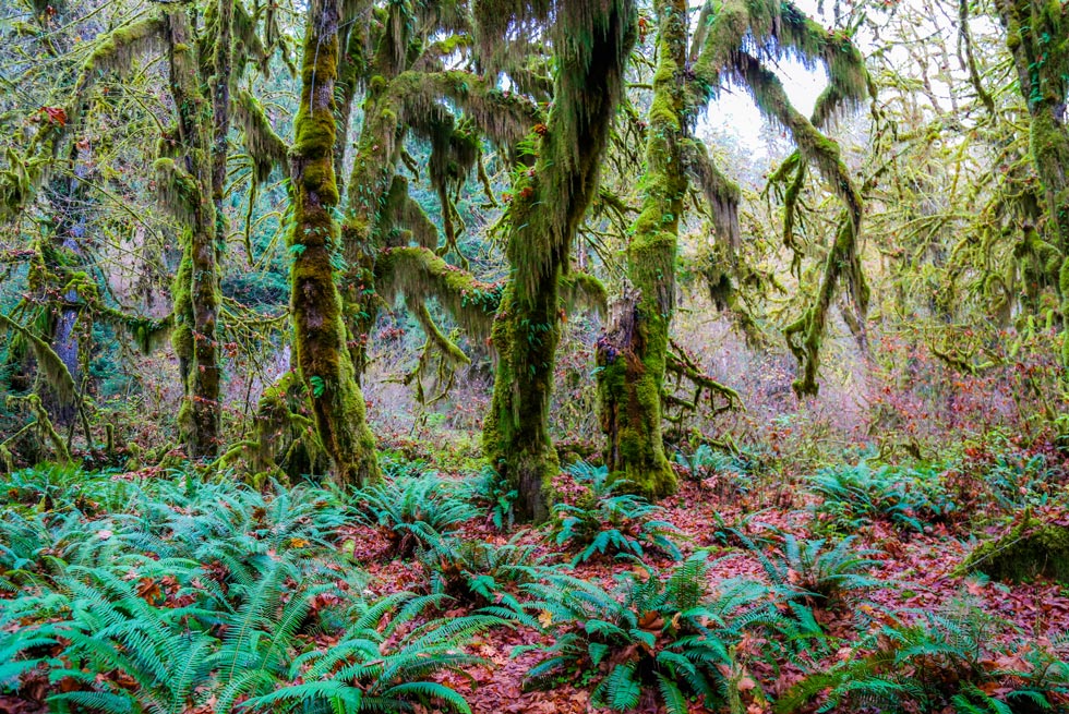 Hoh Rainforest mosses near Kalaloch Lodge.
