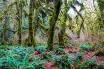 Hoh Rainforest mosses near Kalaloch Lodge.