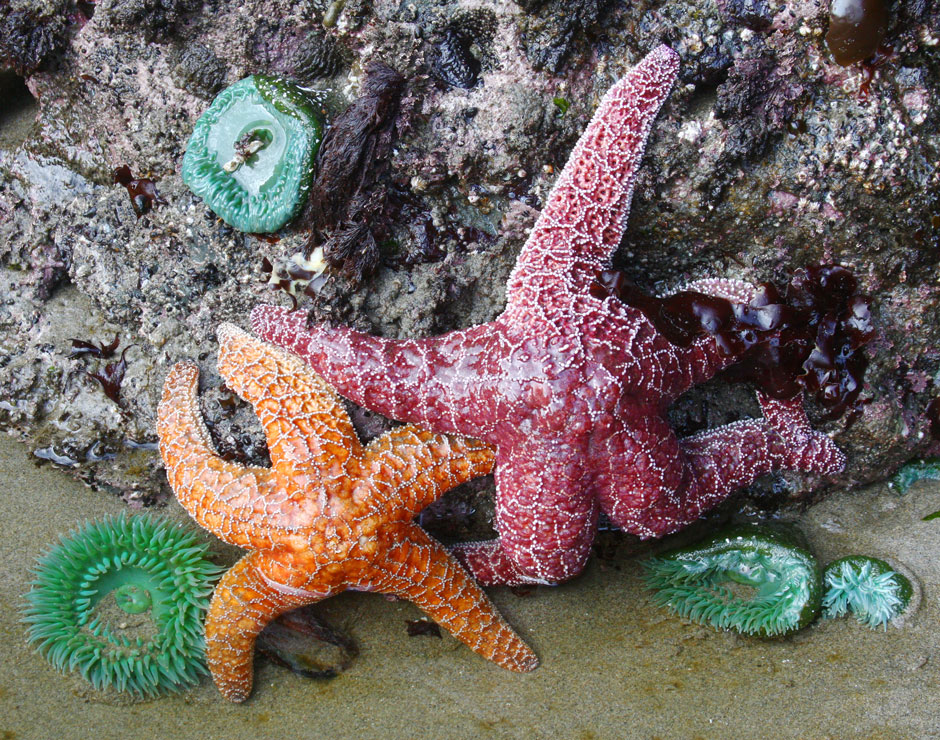 Explore all the things to do at Kalaloch, including tide pooling to see beautiful starfish, anemones & more.